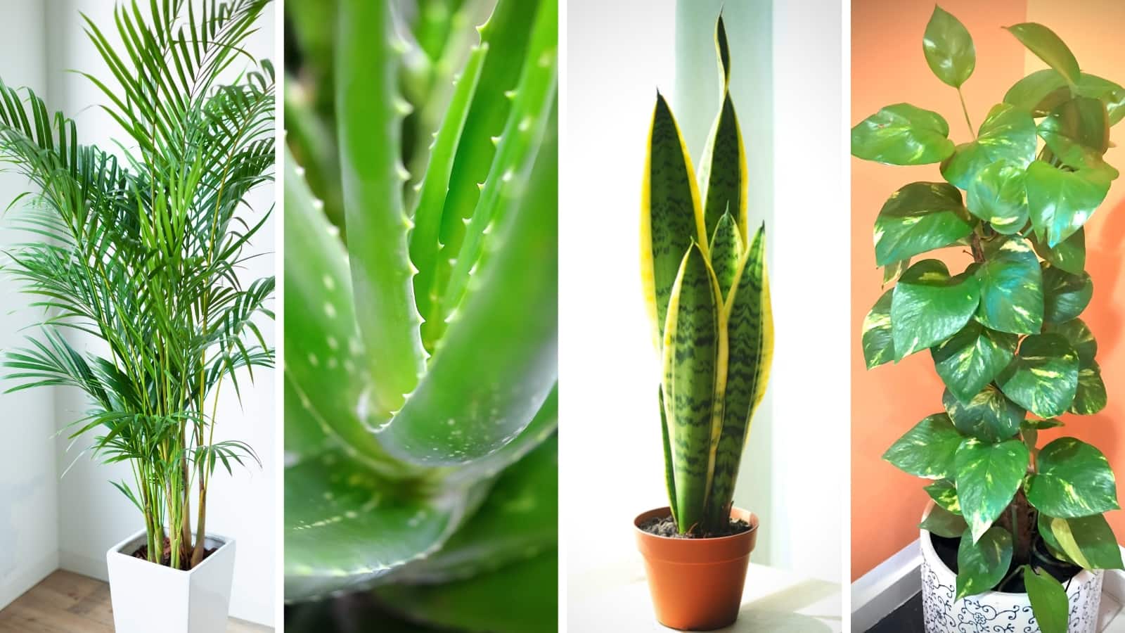 5 best indoor plants that help you breathe fresh, clean air post-Diwali