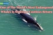 Once on the brink, North Atlantic right whales are slowly rebounding