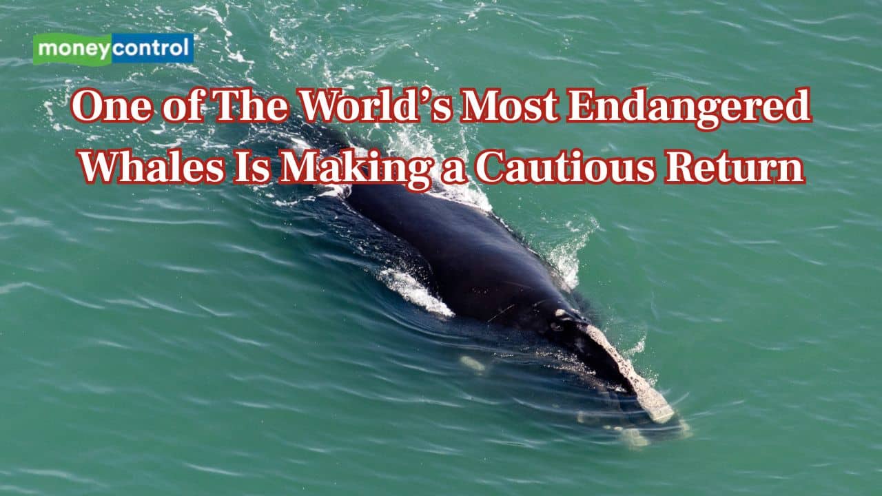 Once on the brink, North Atlantic right whales are slowly rebounding