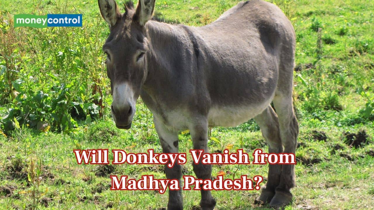 Will donkeys vanish from Madhya Pradesh? Census reveals 94% decline in 3 decades