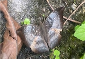 Sikkim’s rare ‘spotless baron’ butterfly returns to Dzongu after five years
