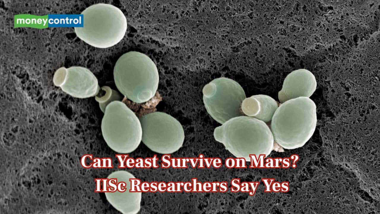 IISc study suggests yeast could be first Earth organism to live on Mars