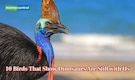 10 birds that show dinosaurs are still with us