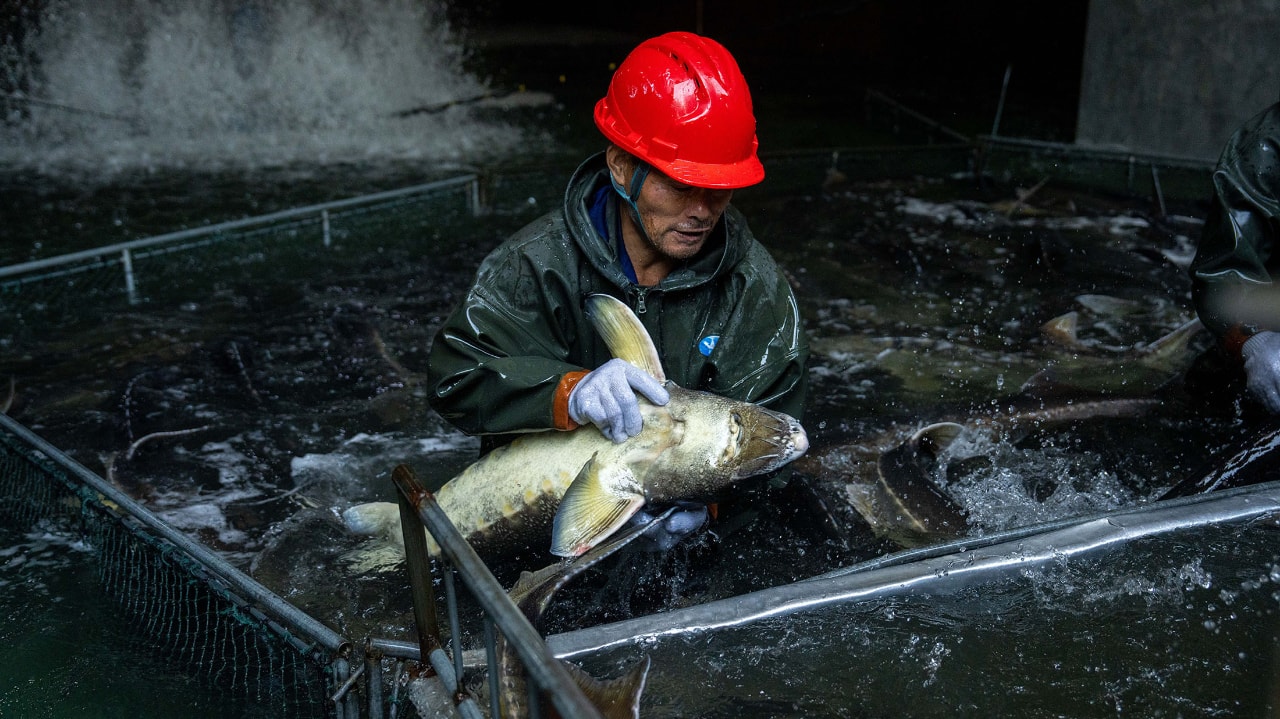 Chinese caviar and foie gras shake up global gourmet dining