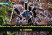 Scientists confirm Tarantula bites are not deadly to Humans Scientists confirm Tarantula bites are not deadly to Humans