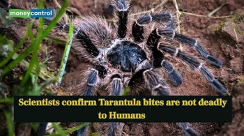 Scientists confirm Tarantula bites are not deadly to Humans (Image: Canva)