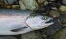Scientists discover ancient arctic salmon fossil, rewriting history of fish evolution