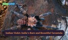 Indian Violet: India’s Rare and Beautiful Tarantula