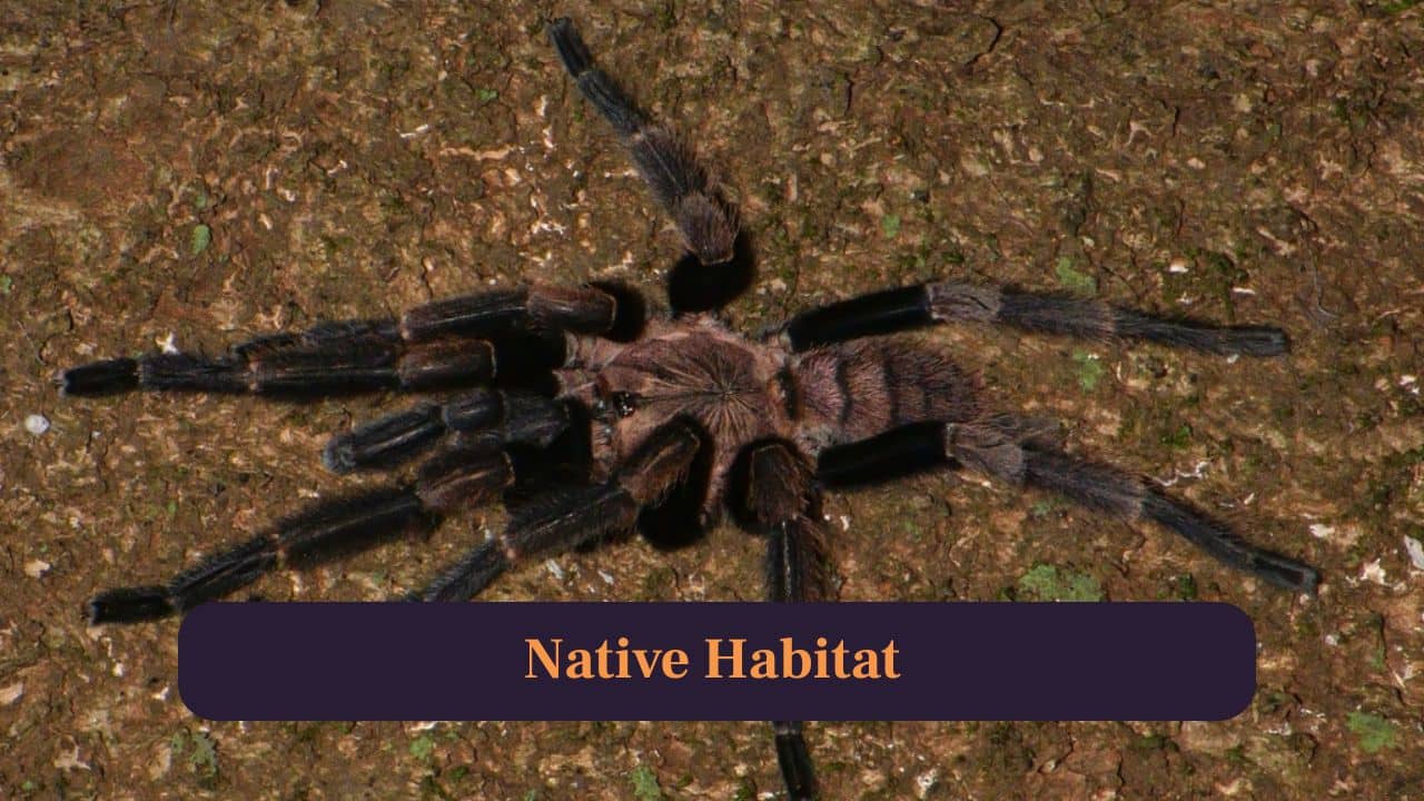 1. Native Habitat: This species thrives in India’s Western Ghats, living in humid forests and scrublands with deep burrows for safety from predators. (Image: Canva)