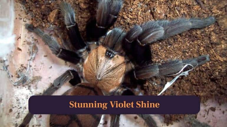 2. Stunning Violet Shine: Its legs and carapace reflect dazzling violet tones under light, making it one of the most visually captivating tarantulas globally. (Image: Canva)