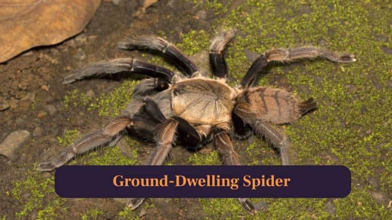 3. Ground Dwelling Spider: A fossorial species, it builds tunnel systems underground, emerging mainly at night to hunt and explore surroundings cautiously. (Image: Canva)