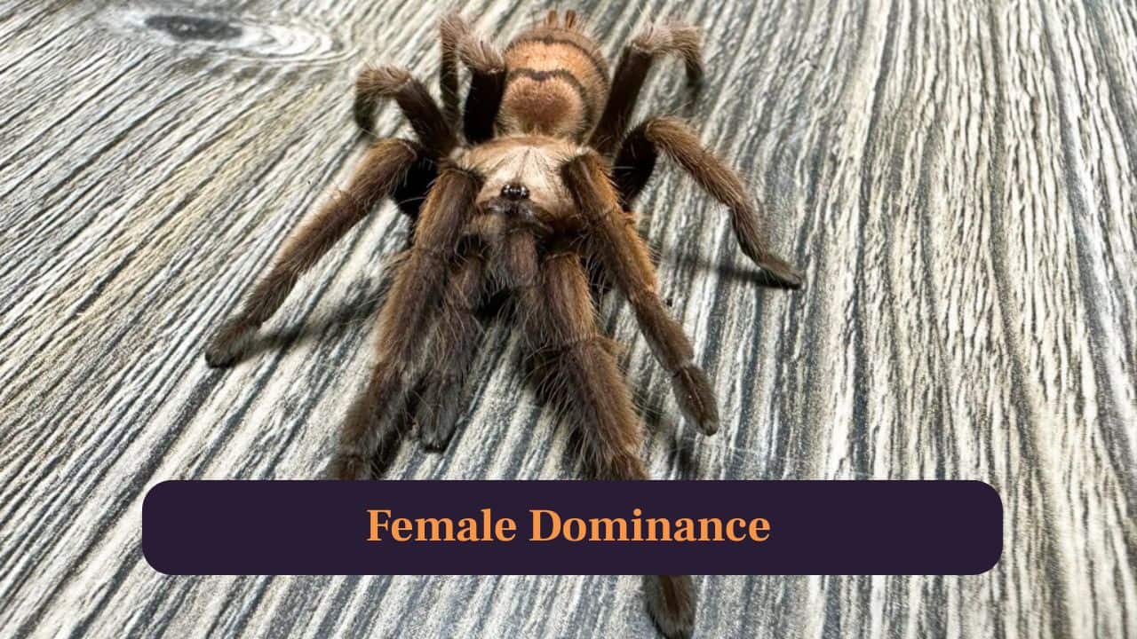 7. Female Dominance: Females live longer than males, sometimes over fifteen years, making them preferred among enthusiasts for long-term captivity. (Image: Canva)