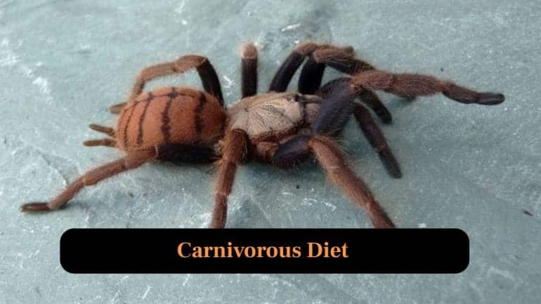 8. Carnivorous Diet: Feeds on insects, small lizards and occasional vertebrates, ambushing prey with speed and powerful venom for immobilisation. (Image: Canva)
