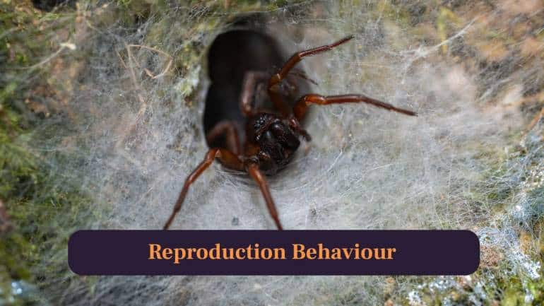 9. Reproduction Behaviour: Males carefully tap silk near female’s burrow, hoping she accepts; mating risky due to potential cannibalism. (Image: Canva)