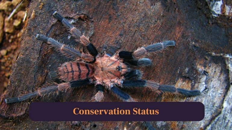 10. Conservation Status: Habitat loss threatens stability of wild populations; protection of Western Ghats ecosystems crucial for species’ survival. (Image: Canva)