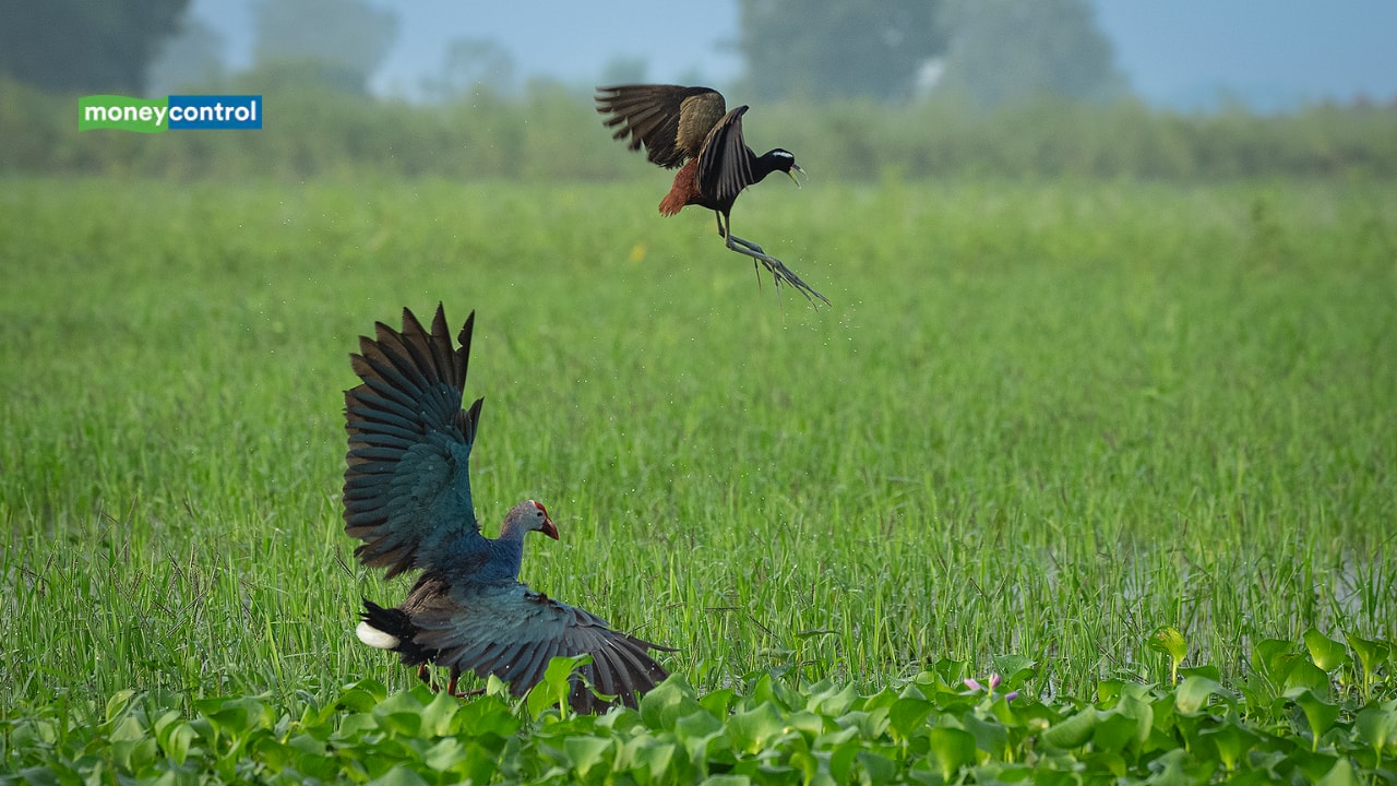 Shreyovi Mehta’s photo titled 'Height Advantage' featured as 'Highly Commended' in the '10 Years and Under' category of the 61st Wildlife Photographer of the Year