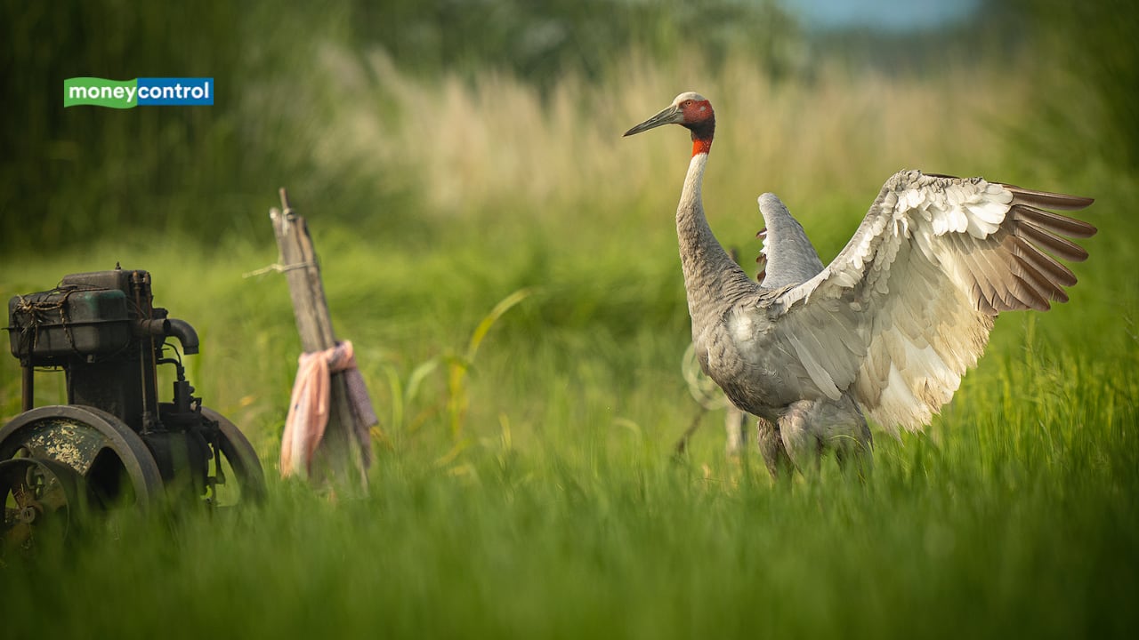 Shreyovi Mehta’s photo titled 'Wetland Spat' featured as 'Highly Commended' in the '10 Years and Under' category of the 61st Wildlife Photographer of the Year