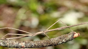 Newly discovered "Stick insect" species (Image: Ditsayaalongkorn)