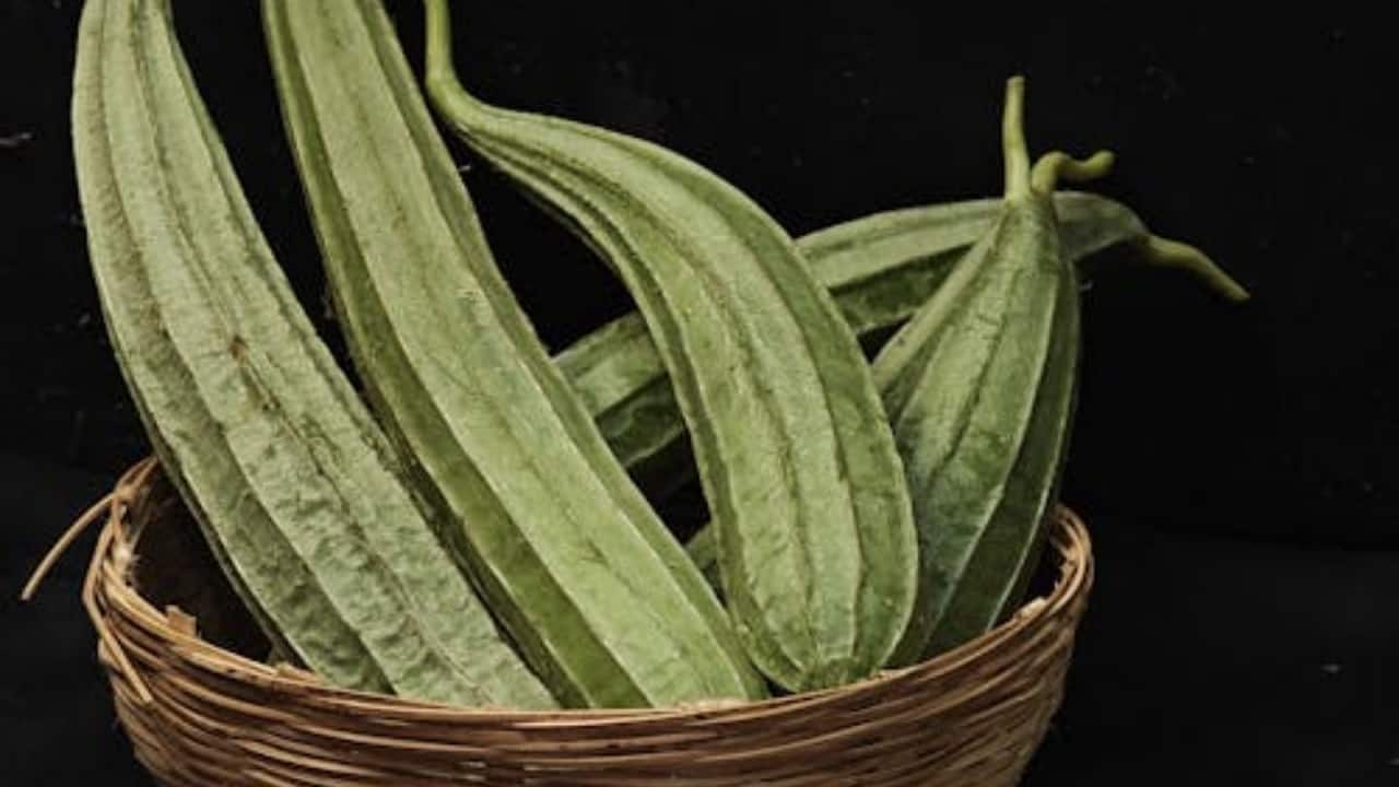 Nutritionist explains benefits of ridge gourd; Here's how you can add it to your diet