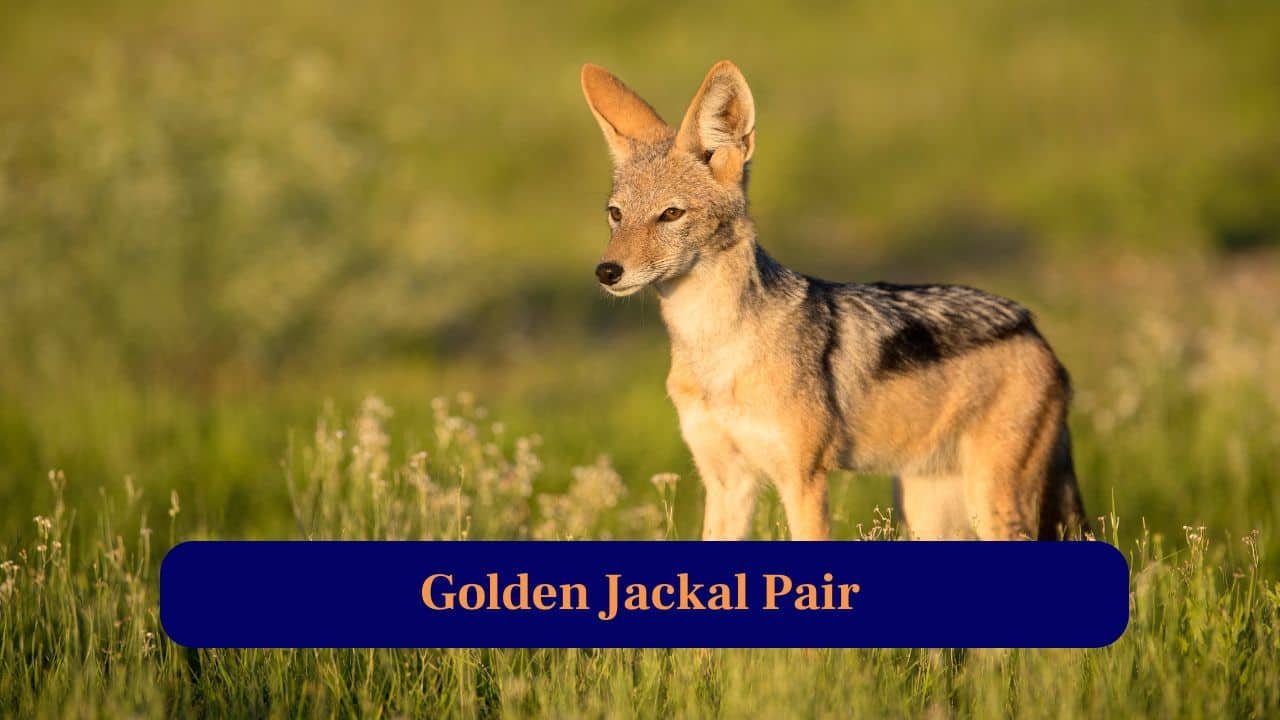 7. Golden Jackal: Bonded partners patrolling territories together, alert and agile, showcasing fascinating teamwork and important scavenging role within Kanha ecosystem. (Image: Canva)