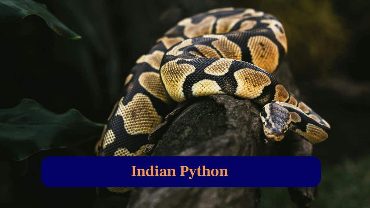 8. Indian Python: Large constrictor camouflaged in undergrowth, rarely seen but astonishing, silently preserving rodent control in thick forest habitats. (Image: Canva)