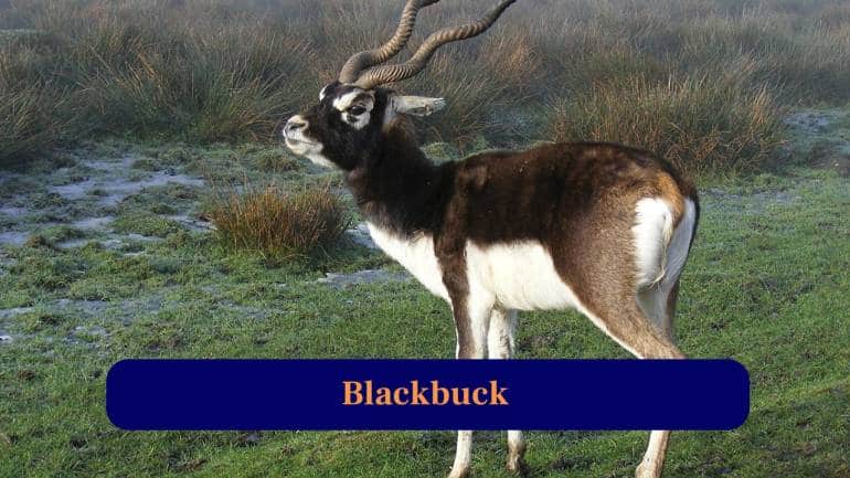 9. Blackbuck: Graceful antelope with spiral horns, sprinting through open fields, admired for elegant leaps and contrasting dark-light coat pattern. (Image: Canva)
