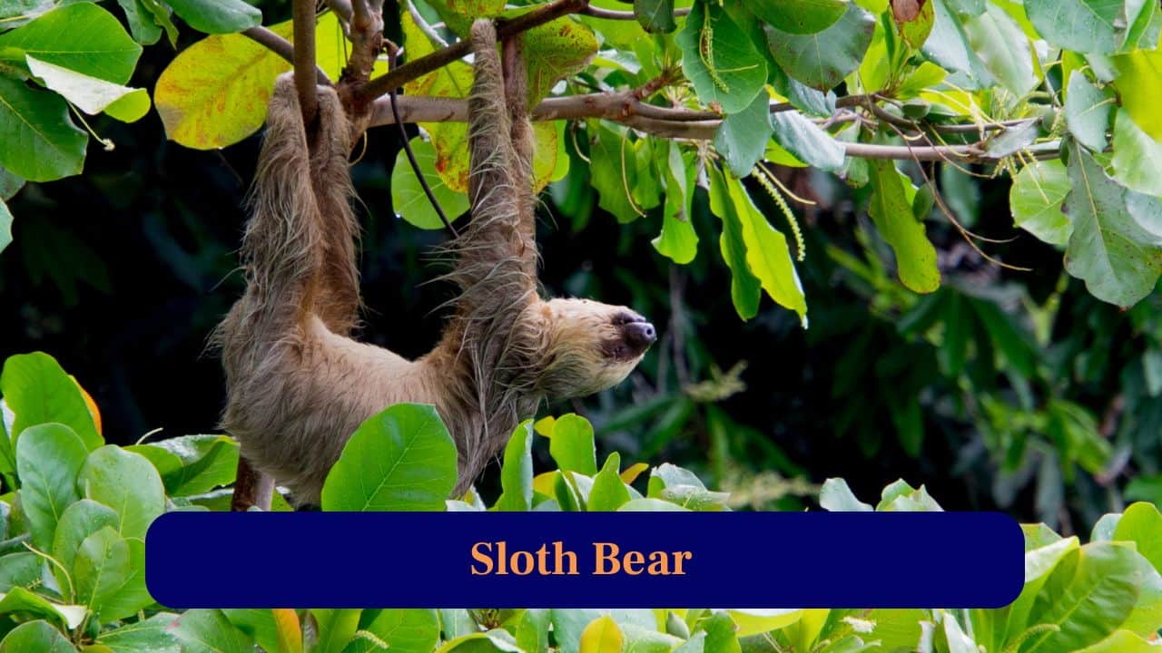 10. Sloth Bear: Shaggy furred insect-lover with playful nature, spotted roaming trails or digging anthills, known for adorable snorts and shy behaviour. (Image: Canva)