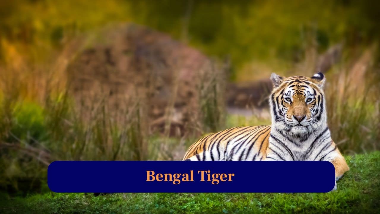 1. Bengal Tiger: Majestic apex predator ruling Kanha forests, known for powerful hunting abilities and striking orange-black stripes, thrilling wildlife enthusiasts every visit. (Image: Canva)