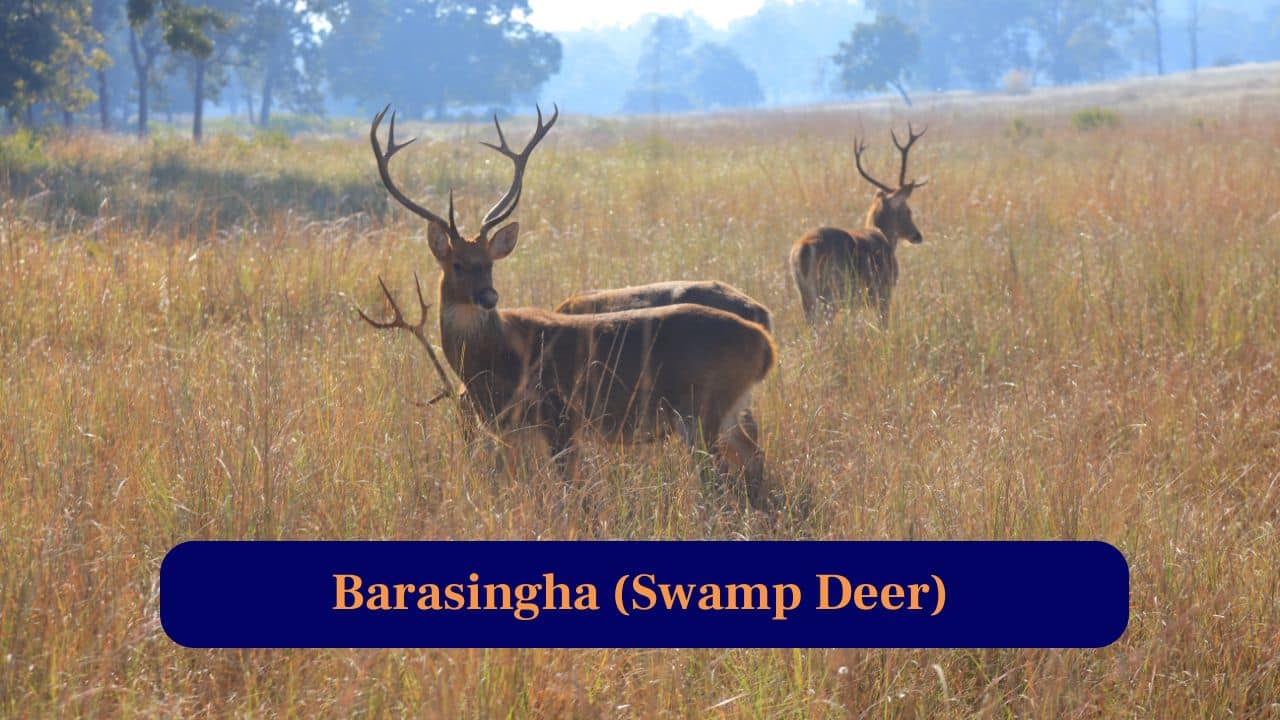 2. Swamp Deer: Kanha’s conservation icon, once endangered, now flourishing gracefully in meadows with distinct twelve-tined antlers making them incredibly unique. (Image: Canva)