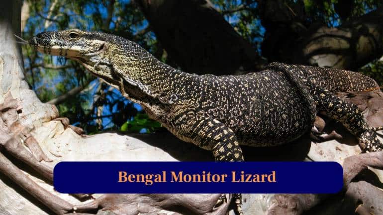 4. Bengal Monitor Lizard: Silent giant lizard roaming forest floors, sturdy body and keen senses, often seen basking in sunshine near rocky woodland areas. (Image: Canva)