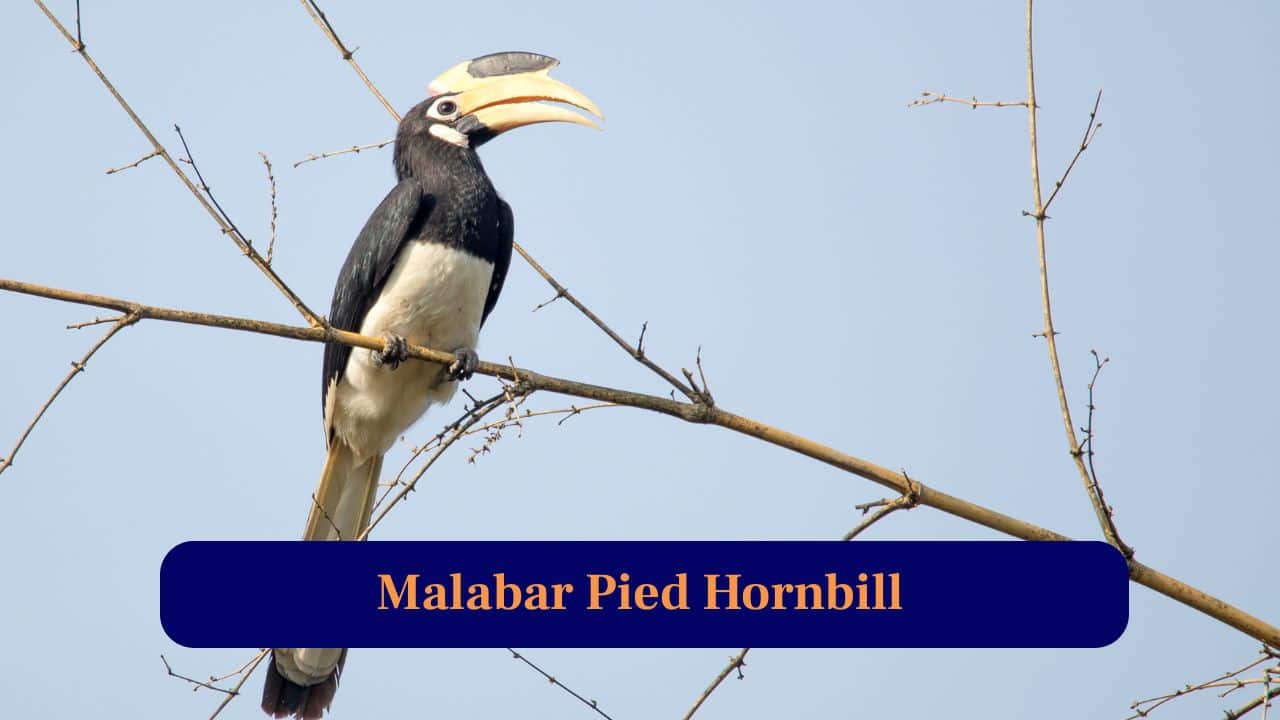 5. Malabar Pied Hornbill: Striking black-white bird with large casque, soaring between tall trees, spreading seeds vital for forest regeneration and biodiversity growth. (Image: Canva)