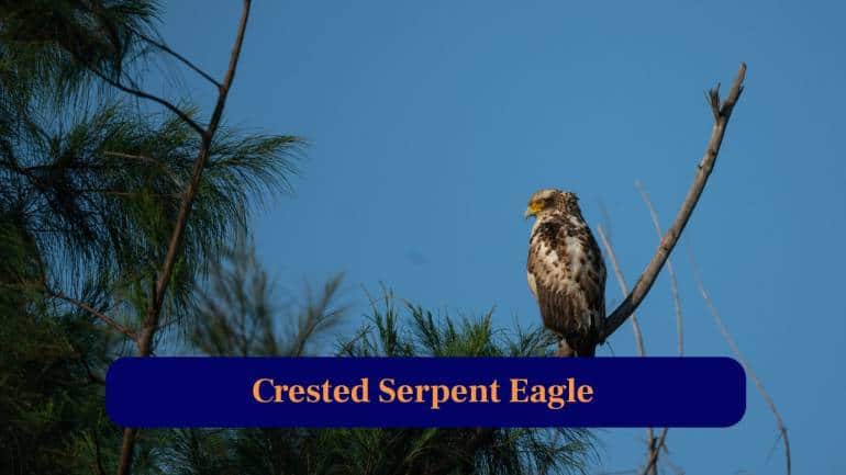 6. Crested Serpent Eagle: Sharp-eyed raptor circling the skies, powerful hunter capable of snatching reptiles effortlessly, adding drama to Kanha’s wild scenery. (Image: Canva)