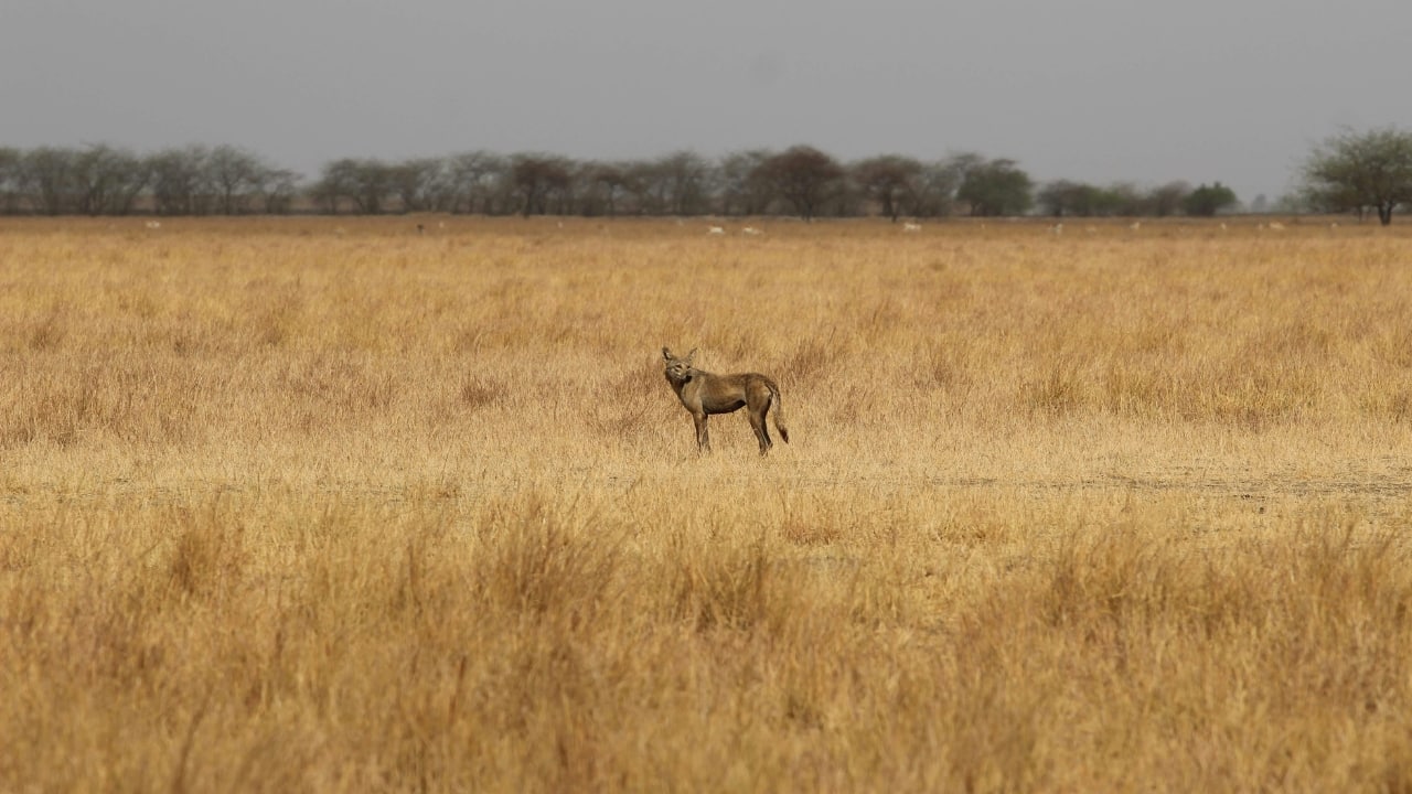 Move Over Ranthambore! India’s Hidden Wolf Sanctuary Is the Wild Escape You Never Knew Existed