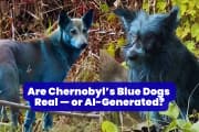 The internet is stunned by Chernobyl’s mysterious blue dogs, but is it real or AI-generated? No one knows The internet is stunned by Chernobyl’s mysterious blue dogs, but is it real or AI-generated? No one knows