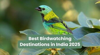 Best Birdwatching Destinations in India 2025