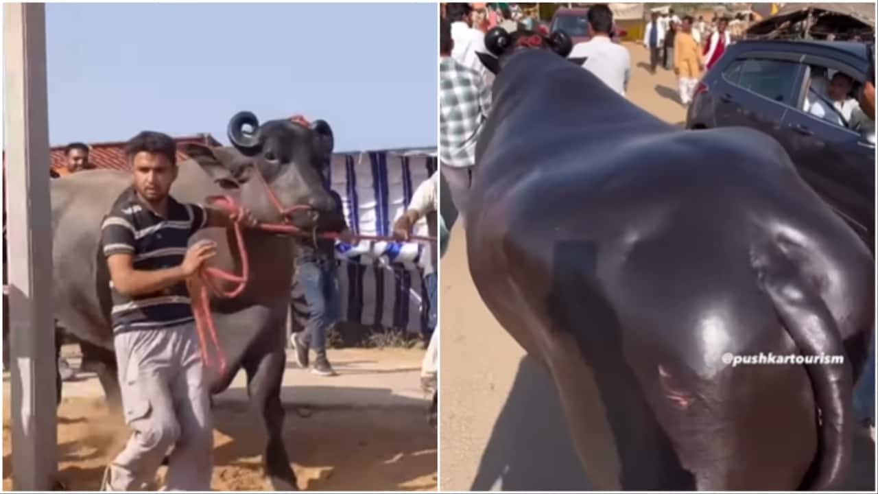 'Royal' buffalo priced at Rs 23 crore stuns visitors at Pushkar Mela: 'He eats desi ghee, dry fruits'