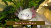 <strong>2. Native only to Mexico</strong>: They live exclusively in Mexico’s ancient lake system, mainly Xochimilco canals, making them extremely vulnerable to environmental change. (Image: Canva)