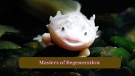 <strong>3. Masters of Regeneration</strong>: Axolotls regrow limbs, organs, and brain tissue, making them valuable for scientific discoveries in regenerative medicine worldwide. (Image: Canva)