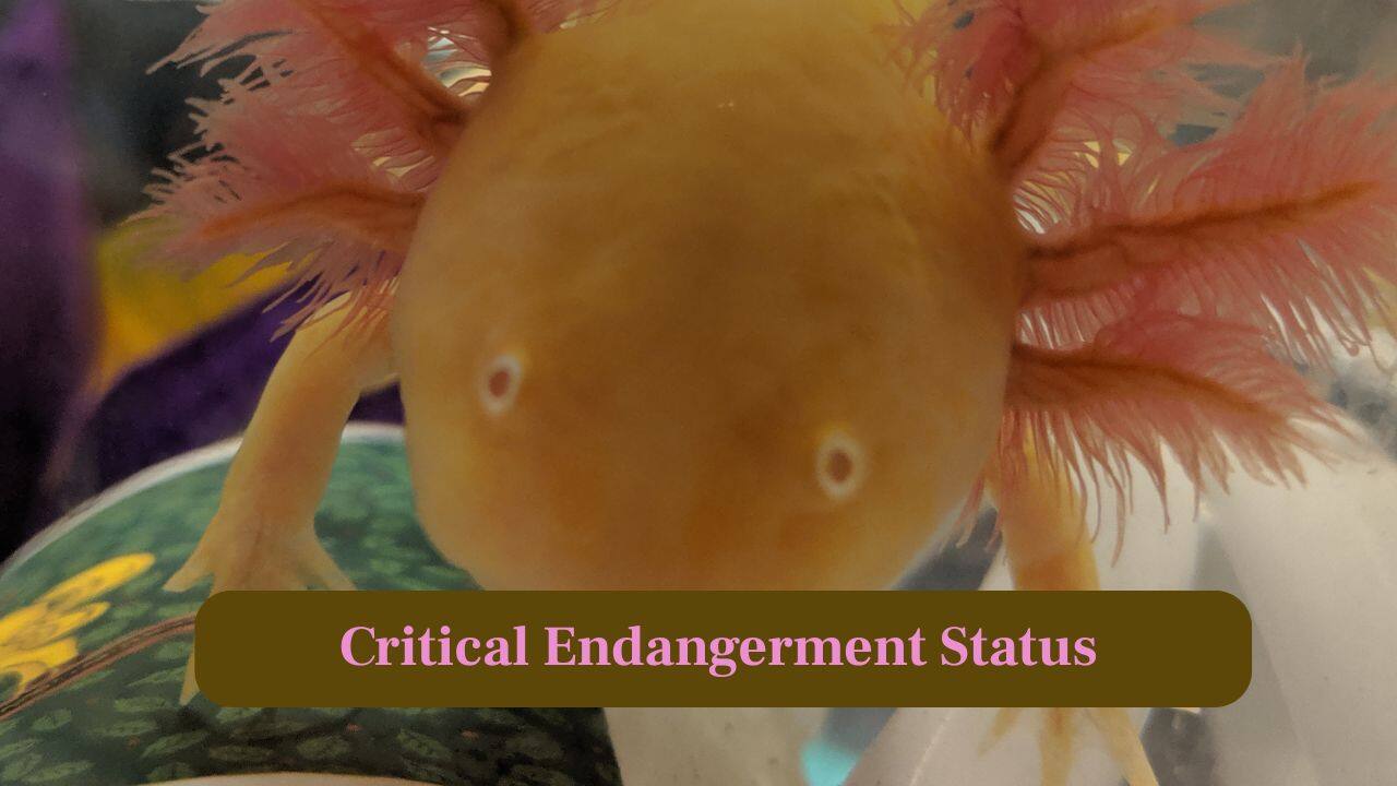4. Critical Endangered Status: The IUCN lists axolotls as Critically Endangered, with wild numbers shockingly low and continuously dropping. (Image: Canva)