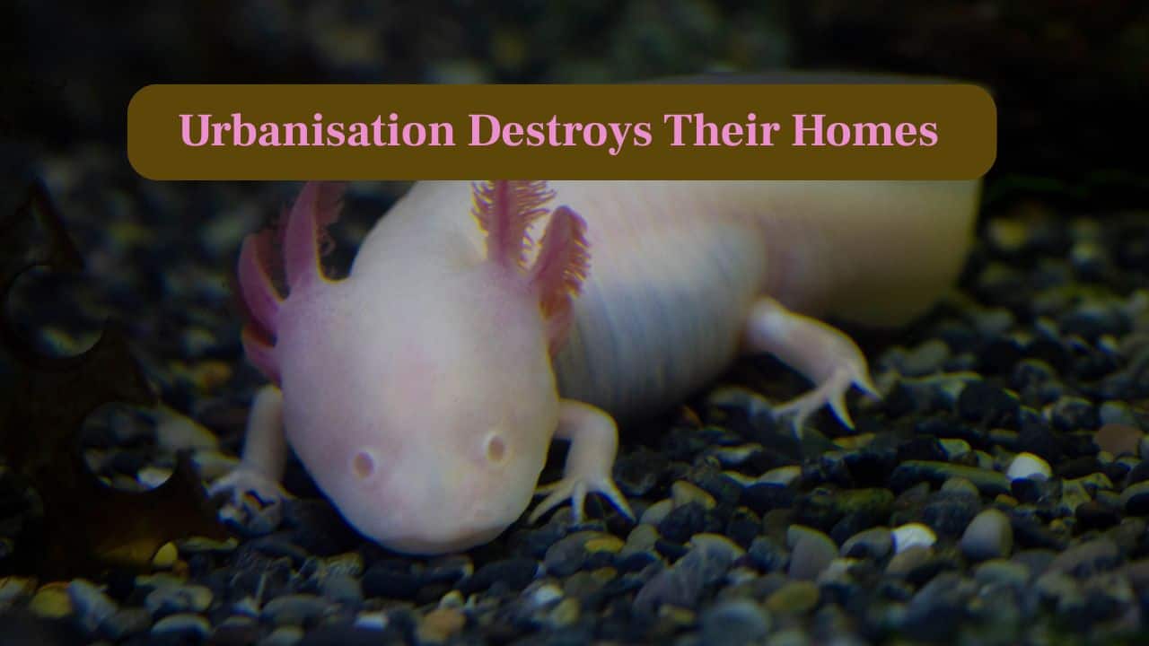 5. Urbanisation Destroys Their Homes: Expanding cities replace wetlands with concrete, leaving axolotls without shelter, stable water, or needed food. (Image: Canva)
