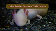 <strong>5. Urbanisation Destroys Their Homes:</strong> Expanding cities replace wetlands with concrete, leaving axolotls without shelter, stable water, or needed food. (Image: Canva)