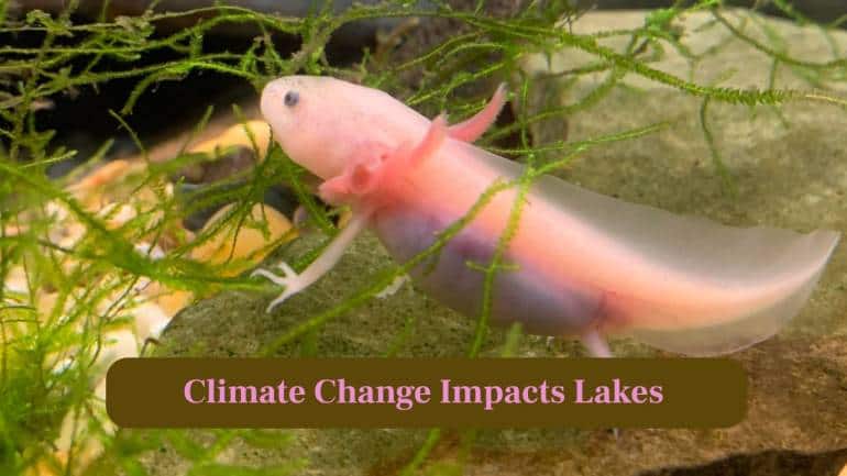 6. Climate Change Impacts Lakes: Rising temperatures and unstable rainfall rapidly shrink waterways, pushing wild populations closer to irreversible disappearance. (Image: Canva)