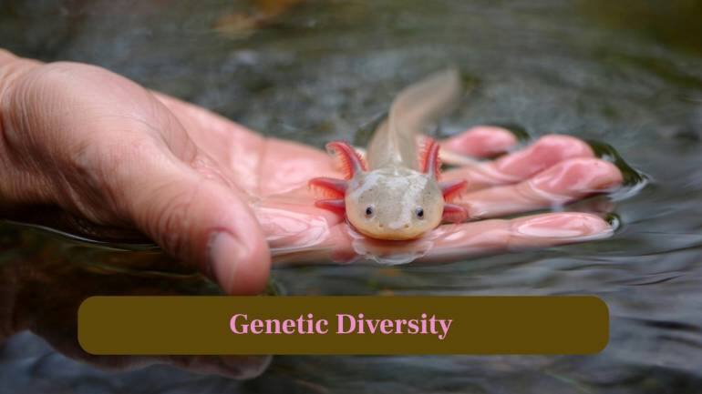 8. Genetic Diversity: Very few wild axolotls remain, increasing inbreeding risks and weakening ability to adapt against future threats. (Image: Canva)