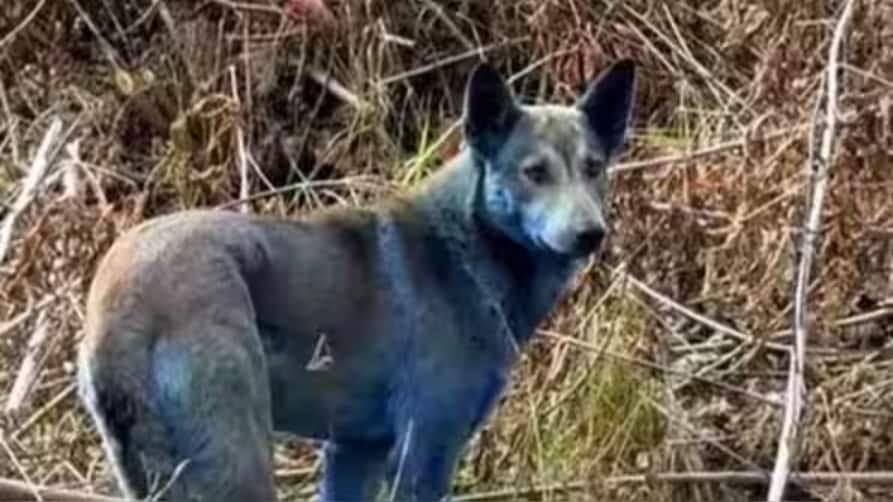 Why are Chernobyl’s dogs turning blue? The baffling mystery of the exclusion zone hounds