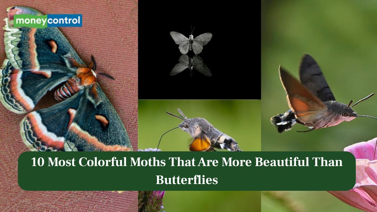 10 Most Colorful Moths That Are More Beautiful Than Butterflies ...
