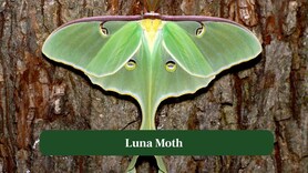 10 Most Colorful Moths That Are More Beautiful Than Butterflies