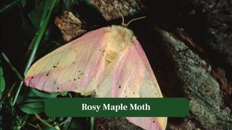 2. Rosy Maple Moth: Cotton-candy pink blends with sunshine yellow, making this tiny fuzzy moth surprisingly enchanting among leafy treetops. (Image: Canva) 2. Rosy Maple Moth: Cotton-candy pink blends with sunshine yellow, making this tiny fuzzy moth surprisingly enchanting among leafy treetops. (Image: Canva)