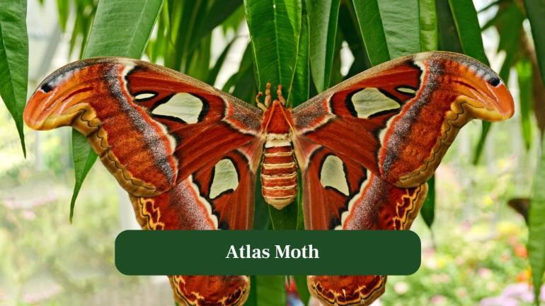 3. Atlas Moth: Massive patterned wings resemble legendary maps, featuring snake-like tips scaring predators and fascinating curious humans alike. (Image: Canva) 3. Atlas Moth: Massive patterned wings resemble legendary maps, featuring snake-like tips scaring predators and fascinating curious humans alike. (Image: Canva)