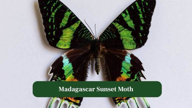 4. Madagascar Sunset Moth: Rainbow metallic colours shimmer boldly, reflecting sunlight beautifully like stained glass fluttering through tropical island landscapes. (Image: Canva) 4. Madagascar Sunset Moth: Rainbow metallic colours shimmer boldly, reflecting sunlight beautifully like stained glass fluttering through tropical island landscapes. (Image: Canva)