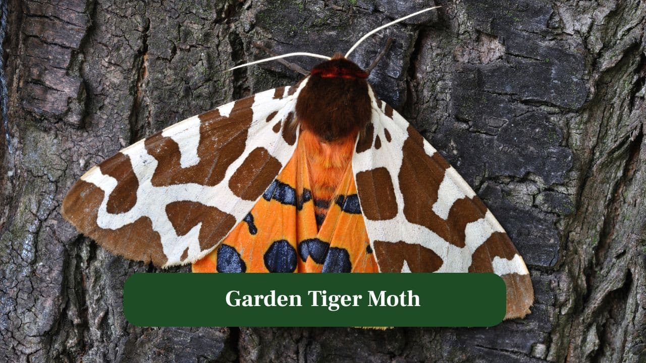 6. Garden Tiger Moth: Bold tiger stripes warn danger, while hidden vibrant orange hindwings surprise unsuspecting predators during sudden flights. (Image: Canva) 6. Garden Tiger Moth: Bold tiger stripes warn danger, while hidden vibrant orange hindwings surprise unsuspecting predators during sudden flights. (Image: Canva)